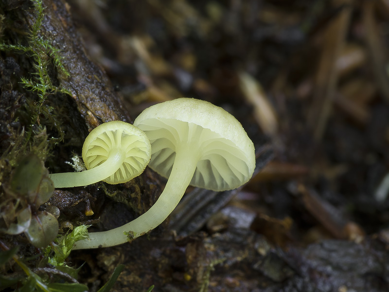 Chrysomphalina grossula